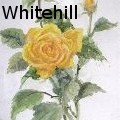 MEWhitehill