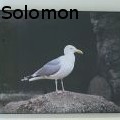 NatSolomon